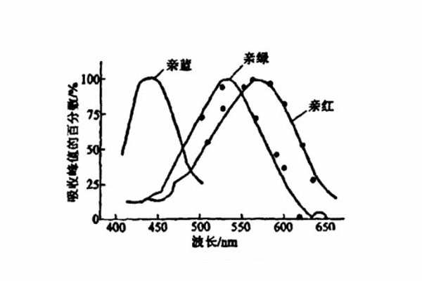 視網(wǎng)膜不同錐體細胞的吸收光譜曲線